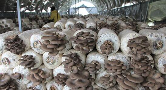 村民种植蘑菇,全年收益在30万以上