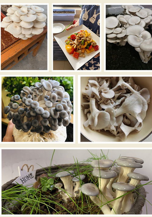 蘑菇菌包食用菌阳台室内家庭种植蘑菇菌种菌包菇种植