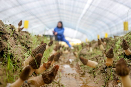 四川岳池 发展特色食用菌种植助农增收