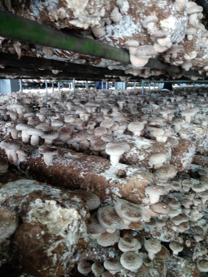 《高温香菇菌棒工厂化生产技术规程》获金华市立项