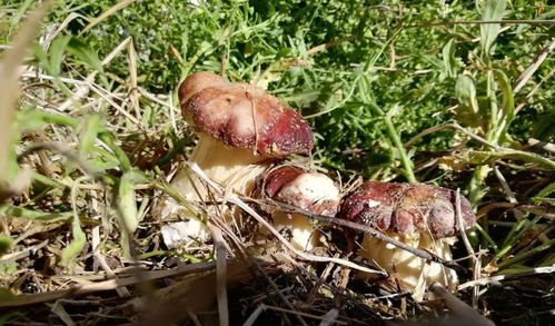 新型食用菌赤松茸在我市实验种植成功