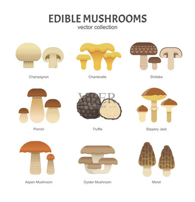 食用菌,黑色块菌,香菇,真菌,野菇
