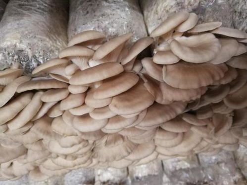 河南省新乡市农科院食用菌研究所选育的28个食用菌新品种申请国家品种权保护