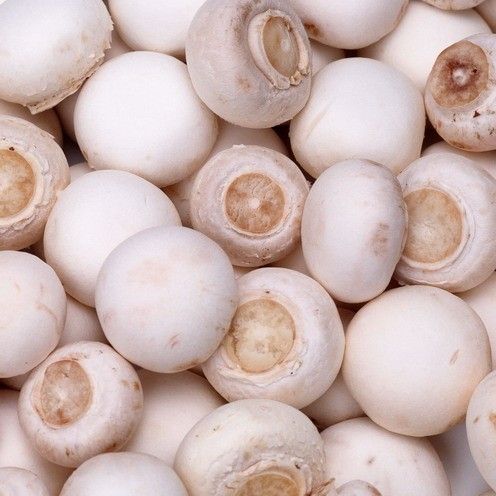内乡尚品食用菌合作社大量供应优质蘑菇 鲜蘑菇